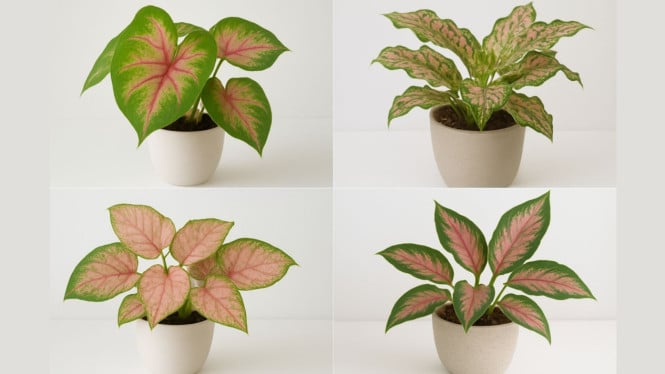 Ilustrasi Tanaman Hias yang Memiliki Warna Pink dan Hijau, 1. Calathea Triostar, 2. Syngonium Pink, 3. Aglaonema Pink, 4. Stromanthe Sanguinea, 5. Caladium Pink Beauty, 6. Begonia Rex Pink, 7. Tradescantia Tricolor, 8. Fittonia Pink, 9. Cordyline Fruticosa Pink, 10. Philodendron Pink Princess