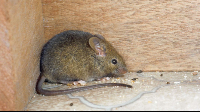 Ilustrasi Tikus, 1. Tutup Semua Celah Kecil, 2. Pastikan Pintu Tertutup Rapat, 3. Bersihkan Semak dan Tanaman Menempel di Dinding Rumah, 4. Pastikan Area Sekitar Rumah Bersih, 5. Simpan Makanan dan Pakan Hewan dalam Wadah Kedap, 6. Jaga Kebersihan Tempat Sampah dan Saluran Pembuangan, 7. Hindari Produk Repelan yang Tidak Efektif