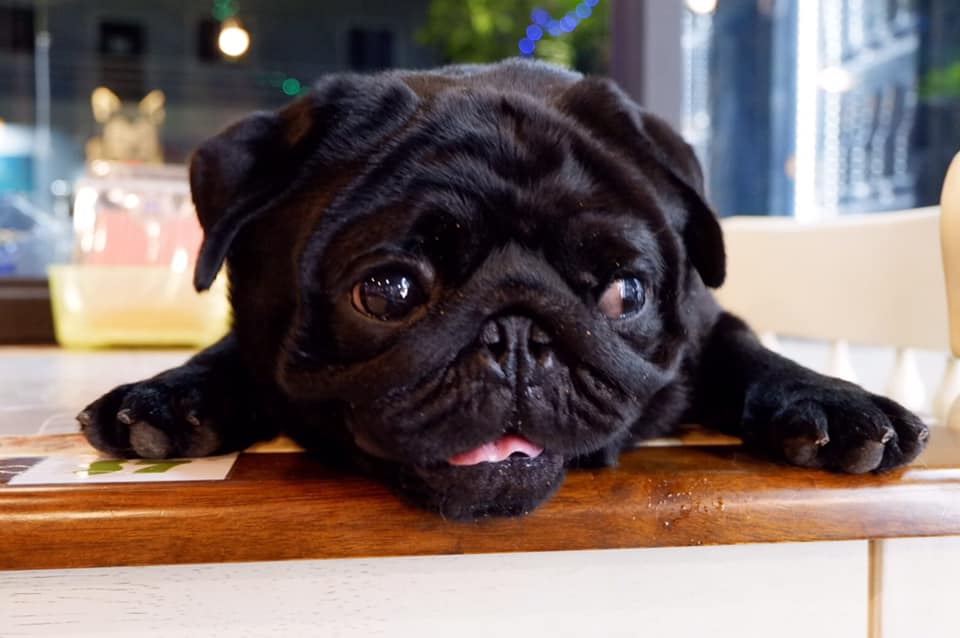 Cafeccini, Bootcamp Cafe, SUNKISS.bangkok, Nine Cafe, บ้านและเกสร, Dog Country Cafe, Kaffeehaus, คาเฟ่ บ้านหมี, หวานกรอบ Farm &amp; Cafe, Mamaison cafe, แสงตะวันฟาร์ม เมล่อนสาย4
