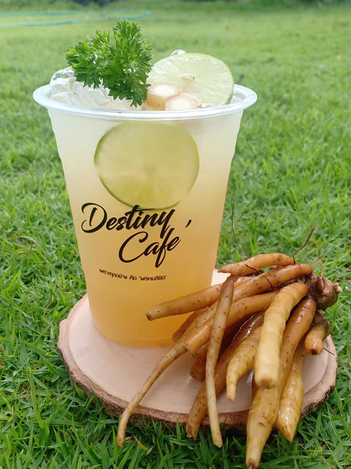 Autumn haus, YOJU Cafe, Lemon Me Farm, STARTCafé, Lot no.8 cafe, 23 cafe and bistro, STAY WITH TREE cafe, April Flavors cafe, Destiny cafe', บ้านปายนา, DUBUA CAFE, House of Chandra - เสน่ห์จันทน์ , 11 Elephant Dessert Cafe, Hangar Cafe', Merce Cafe & Restaurant, Ton Khao Terrace, O2 Kaffee & Bistro, Pomelo Cafe, Little tree, Chinu Coffee