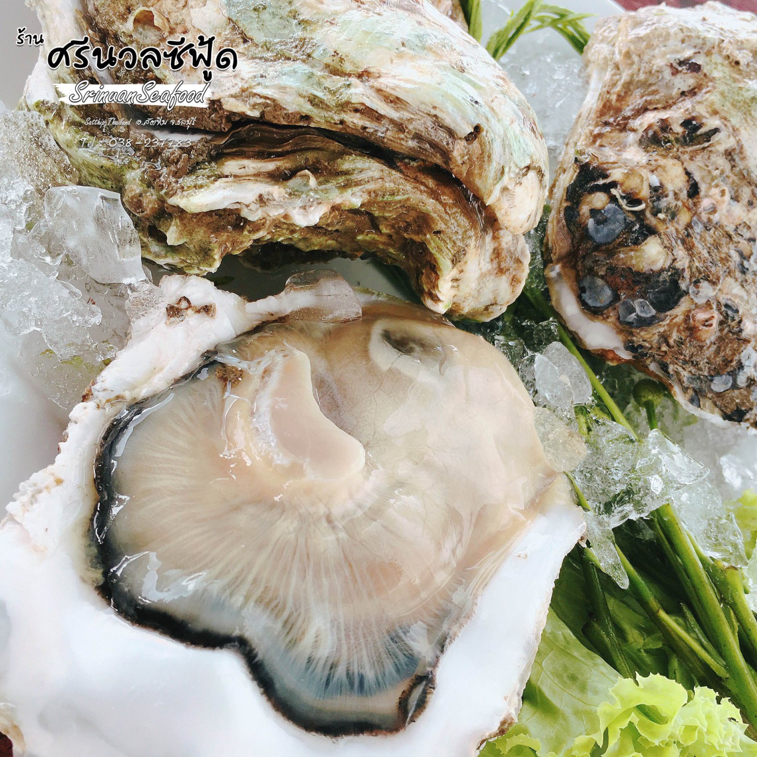 ปูเป็น SEAFOOD PATTAYA, ริมหาด ซีฟู๊ด, ลุงบอยป้ารัตน์, สาขาหาดจอมเทียน, Krua Dongtan ครัวดงตาล, ลุงไสว 1 สุดหาดจอมเทียน พัทยา, ศรีนวลซีฟู้ด, Anantaya Resort &amp; Seafood Pattaya, สุดเขต ทะเลเผา