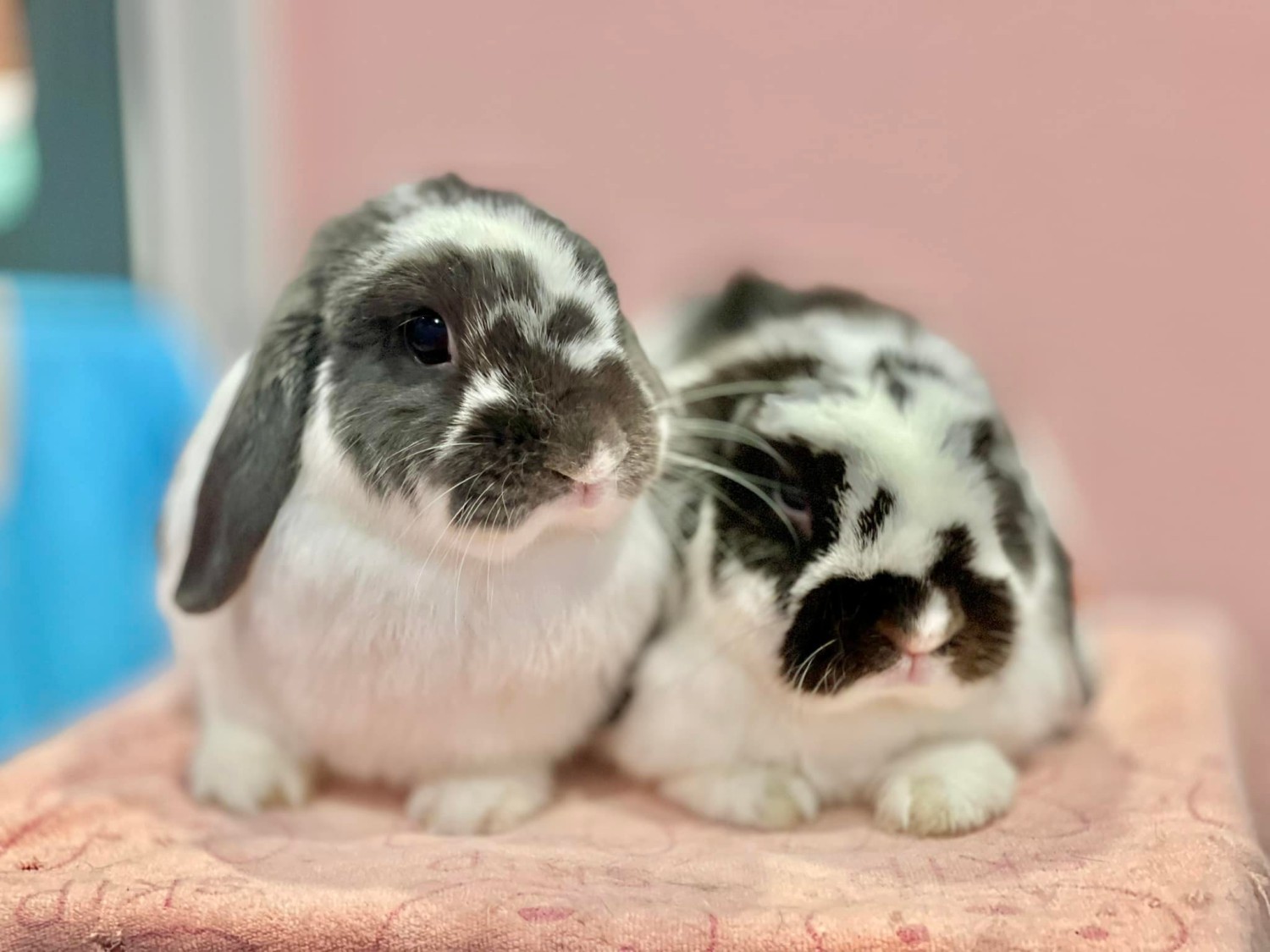 Flinders Street Cafe, Simplycafebkk, Neighbor cats koff bar, Bunnierista, Blend cafe, Hatchery, SEVENDAYS cafe &amp; bakehouse, Smith &amp; Rabbit Cuisine