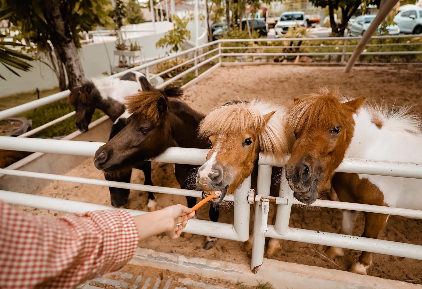 Kiddies’ House, ม้าก้านกล้วย คิดส์คาเฟ่, Little sheep kids cafe, Kickinkids, Moana Cafe, Organika Cafe and Play, Little Barn Kids Cafe, Pumpkin Art Town, DUBUA CAFE, FARM LUCK, Dressage Horse Café, Buttercup, Mari go round