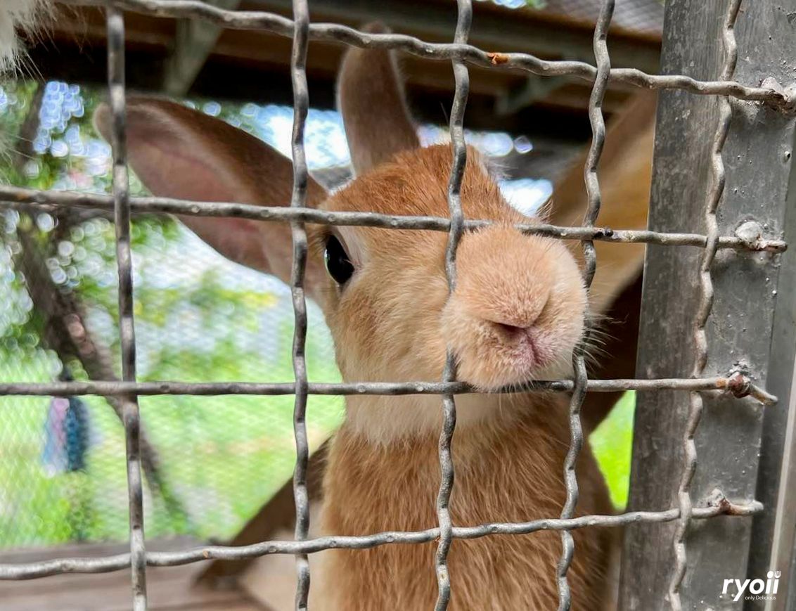 Kiddies’ House, ม้าก้านกล้วย คิดส์คาเฟ่, Little sheep kids cafe, Kickinkids, Moana Cafe, Organika Cafe and Play, Little Barn Kids Cafe, Pumpkin Art Town, DUBUA CAFE, FARM LUCK, Dressage Horse Café, Buttercup, Mari go round