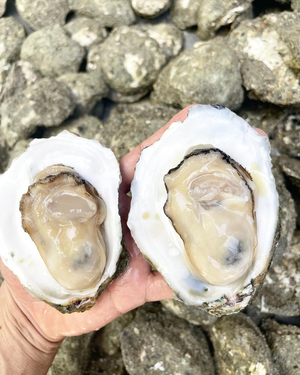 oystermania, The Dock, Lobster & Oyster, เล็ก & รัตน์ซีฟู้ด, Oyster Bay Bangkok
