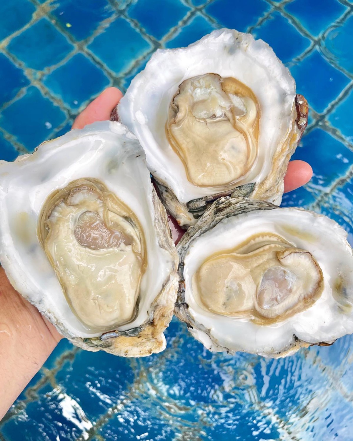 oystermania, The Dock, Lobster & Oyster, เล็ก & รัตน์ซีฟู้ด, Oyster Bay Bangkok