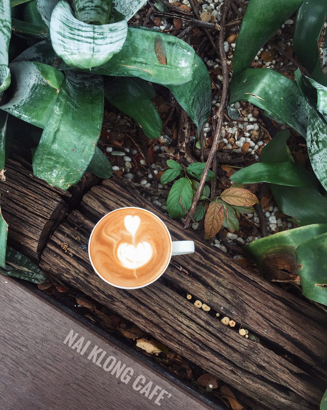NAYA Cafe, Krasai.cafe, Sanoh at Ayutthaya, ชีวาคาเฟ่, FENG, Tewa Cafe Ayutthaya, Homeboy, PRANG VIEW, Peko Peko Cafe - ペ コ ペ コ, A Lovely Table, Busaba Cafe & Meal, WIWA House Cafe', The Summer House, Phoyard, Cafe' de Zia, Café Kantary Ayutthaya, บ้านข้าวหนม, Basic Space Coffee, Cafe'Trifecta, ในคลองคาเฟ่, ไม้ขาวคาเฟ่ ayutthaya, ชงนวล'Cafe
