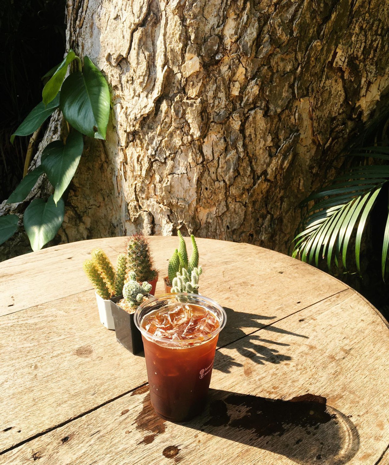 NAYA Cafe, Krasai.cafe, Sanoh at Ayutthaya, ชีวาคาเฟ่, FENG, Tewa Cafe Ayutthaya, Homeboy, PRANG VIEW, Peko Peko Cafe - ペ コ ペ コ, A Lovely Table, Busaba Cafe & Meal, WIWA House Cafe', The Summer House, Phoyard, Cafe' de Zia, Café Kantary Ayutthaya, บ้านข้าวหนม, Basic Space Coffee, Cafe'Trifecta, ในคลองคาเฟ่, ไม้ขาวคาเฟ่ ayutthaya, ชงนวล'Cafe