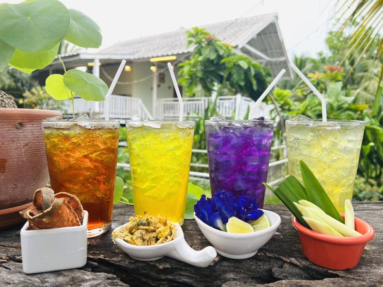 บ้านสวย ในสวน, Siam Brasserie , The Treehouse Nongchok, Natura Cafe, BaanNaiSuan Cafe&Yoga, Patom, Portobello & Désiré, ครัวบ้านสวนสุวรรณ, ร้านอาหารฐิตารีย์ สวนรถไฟ จตุจักร, บ้านสวน อบอวลรัก