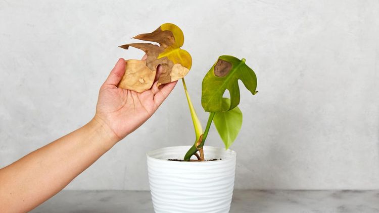 A woman holds a dried monstera leaf. Care of home plants. Monstera diseases, dried or frozen leaves., 1. Tempat sampah di dalam rumah, 2. Barang yang berantakan dan menumpuk, 3. Struk belanja yang sudah tidak terpakai, 4. Jendela yang kotor dan berdebu, 5. Tanaman layu atau mati, 6. Keran air bocor, 7. Barang rusak yang tidak diperbaiki