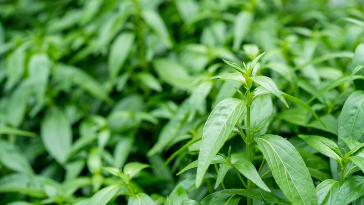 Fresh herbal plant leaves Andrographis paniculata. Fah Talai jhon., 1. Redakan gejala flu dan infeksi saluran pernapasan, 2. Atasi osteoartritis, 3. Mengurangi peradangan pada kolitis ulseratif, 4. Cegah diabetes