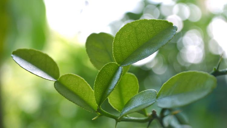 Kaffir lime (Citrus hystrix) from Central of Thailand, 1. Mengurangi stres dan kecemasan, 2. Mengatasi bau mulut, 3. Melawan infeksi bakteri, 4. Menjaga kesehatan kulit, 5. Menyehatkan rambut dan kulit kepala, 6. Sebagai pengusir serangga alami