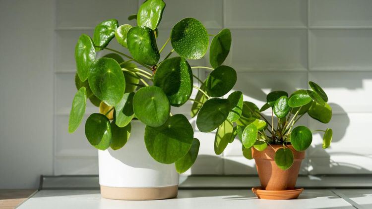 Aesthetic Pilea peperomioides houseplant in flower pots on table at home. Chinese money plant with water drops on green leaves. Indoor gardening, hobby concept., 1. Lucky bamboo – Simbol keberuntungan, 2. Pilea peperomioides – Harapan akan kekayaan, 3. Peace lily – Damai dan ketenteraman, 4. Philodendron – Simbol cinta dan pertumbuhan, 5. Oxalis – Pembawa keberuntungan, 6. Money tree – Simbol kemakmuran dan energi positif, 7. Rubber tree – Simbol kebahagiaan dan kelimpahan, 8. Maranta (Prayer plant) – Rasa syukur dan keharmonisan, 9. Jade plant – Kekayaan dan keberuntungan