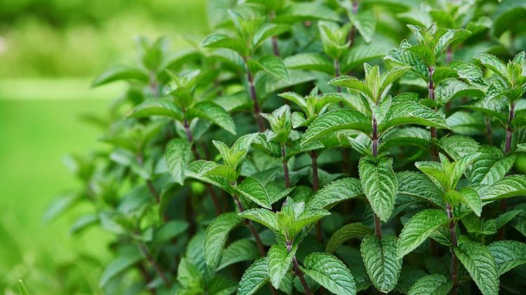 gresh and green mint leafs in the garden in summer day&period;horizontal shot&period;