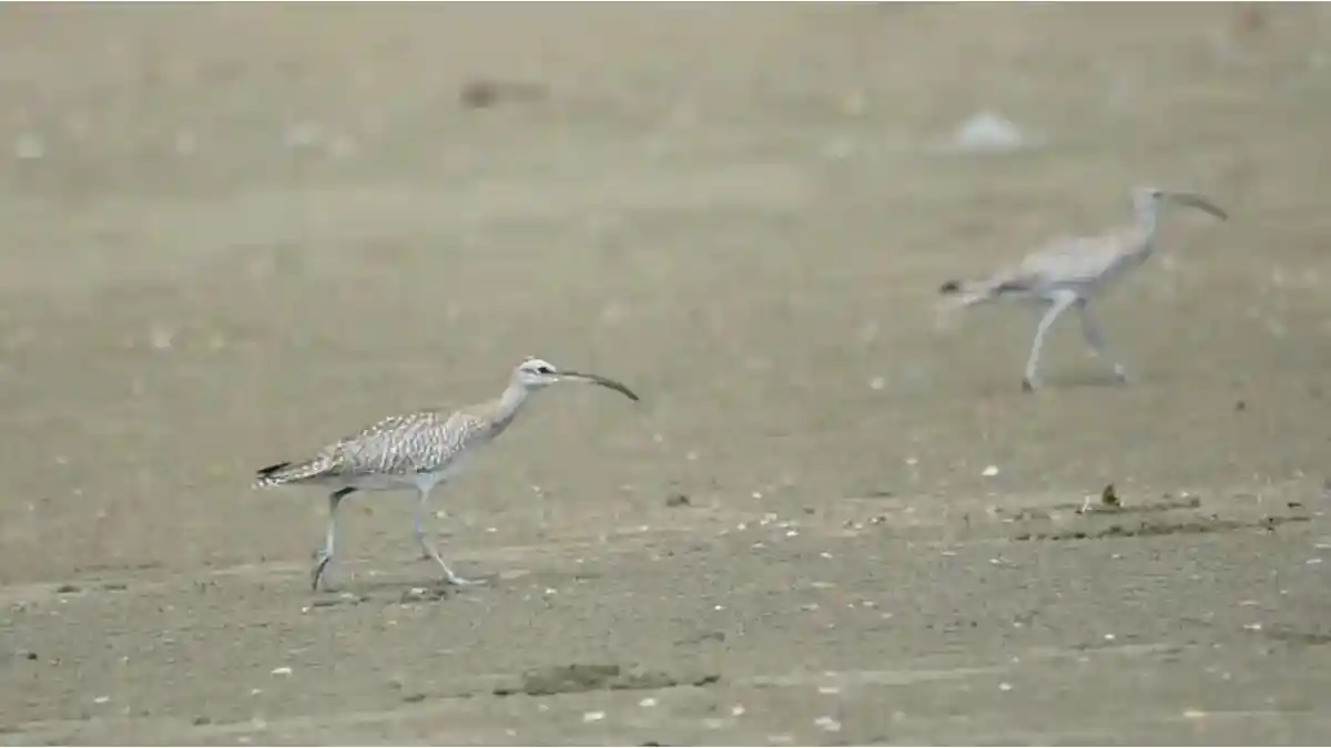 Tulungagung, Trenggalek, Burung Rusia dan China Bermigrasi ke Jawa Timur, Mungkinkah Tersesat Saat Jalan Pulang?