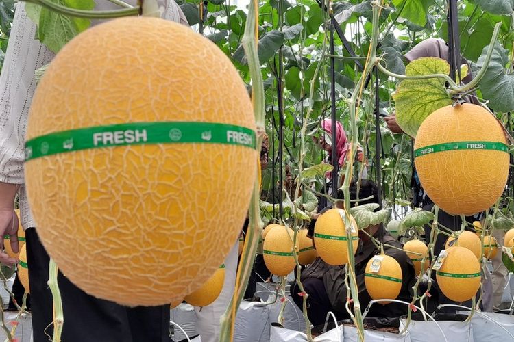 wisata petik melon, Yogyakarta, Wisata Petik Melon di Kulon Progo, Bisa Langsung Makan di Tempat