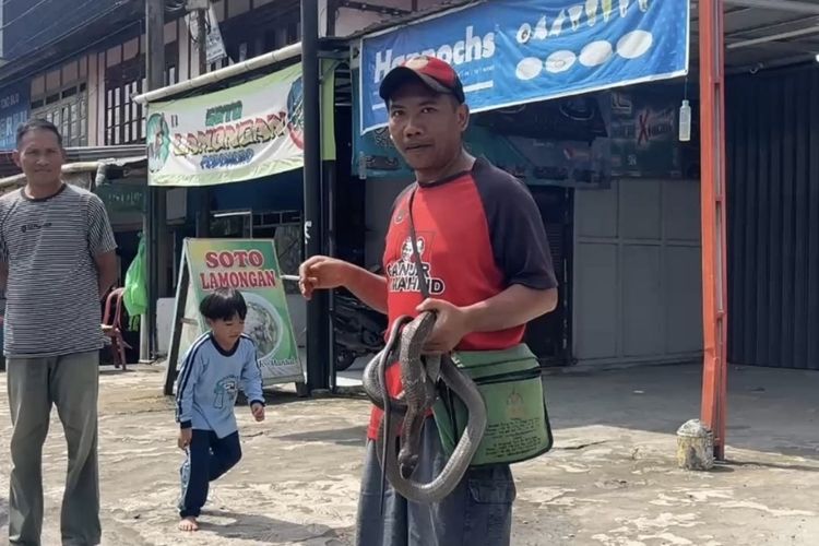 musim hujan, reptil masuk kendaraan, Waspada, Reptil Liar Rentan Masuk Kendaraan Saat Musim Hujan