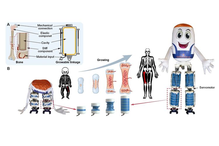 GrowHR, robot, soft humanoid robot, menyusut, berenang, robot humanoid, berjalan di atas permukaan air, Robot Humanoid Ini Bisa Menyusut, Berenang, dan Jalan di Atas Air