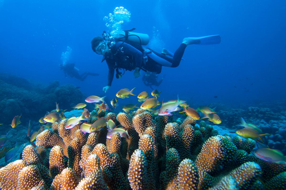 destinasi wisata, Fiji, snorkeling, French Polynesia, 6 Rekomendasi Destinasi Menyelam di Dunia, Ada dari Indonesia, 2. Baja California Sur, Meksiko, 3. Polinesia Perancis, 4. Raja Ampat, Indonesia, 5. Florida, Amerika Serikat, 6. Okinawa, Jepang