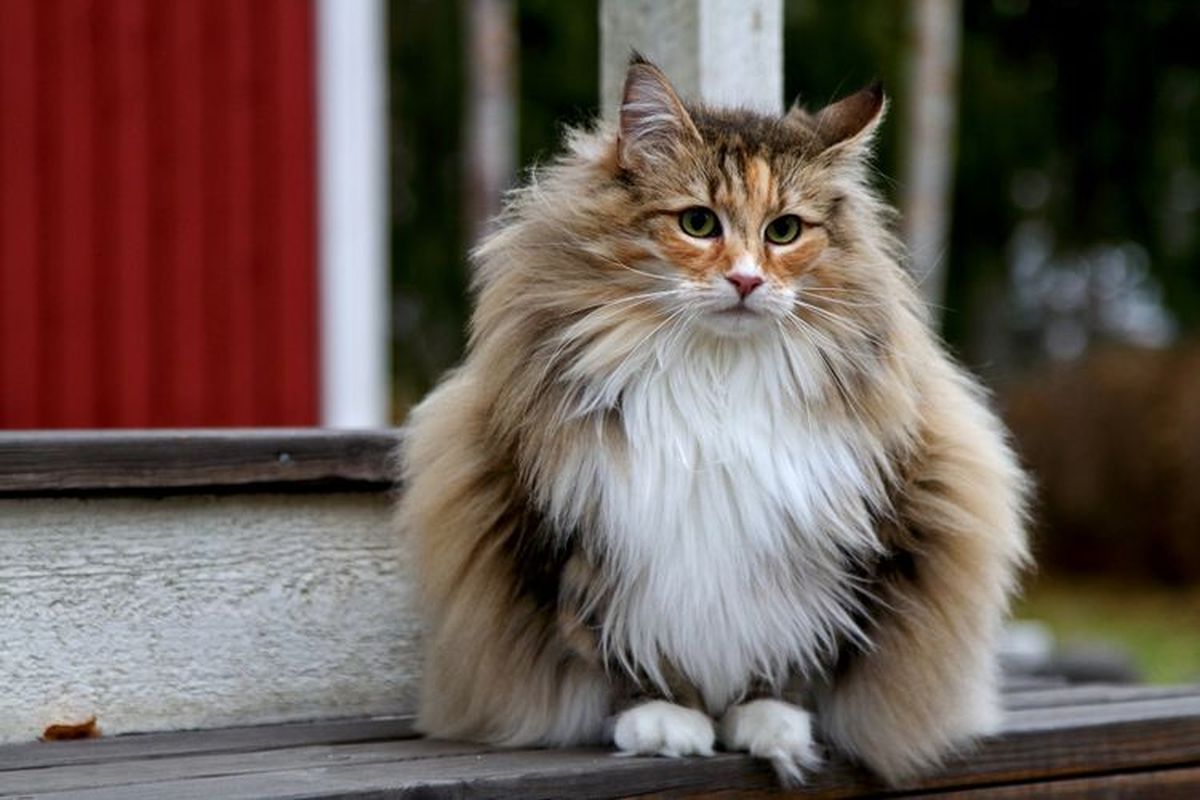5 Destinasi Wisata bagi Pecinta Kucing, dari Jalanan Kota hingga Kuil, 1. Houtang, Taiwan, 2. Jiufen, Taiwan, 3. Kuching, Malaysia, 4. Kuil Gatokuji, Tokyo, Jepang, 5. Bangkok, Thailand