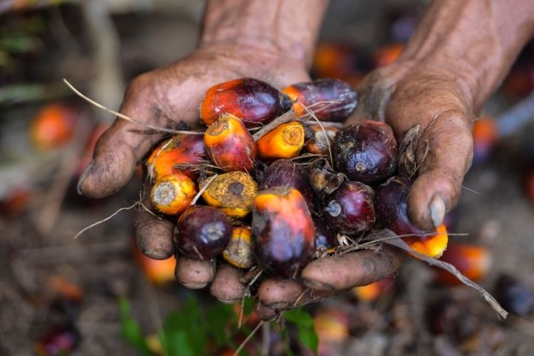 biodiesel, B50 diterapkan 2026, b50 adalah, Biodiesel B50 Mulai Diterapkan Tahun Depan
