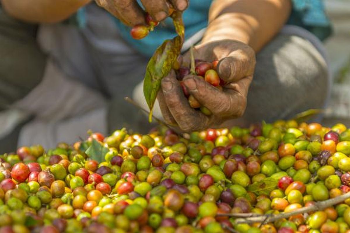 harga kopi ijen, harga kopi arabika ijen, harga kopi ijen 2025, kenapa harga kopi ijen naik, alasan harga kopi ijen meningkat, Harga Kopi Ijen Bondowoso 2025 Naik, Apa Faktornya?