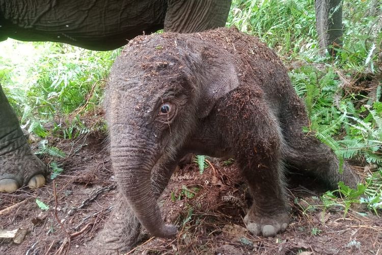 Nusron Wahid, lahan perkebunan sawit, Taman Nasional Tesso Nilo, TNTN, gajah sumatera, harimau sumatera, gajah Sumatera, tntn, ATR/BPN, Sertifikat Kebun Sawit di Hutan Tesso Nilo Kawasan Gajah dan Harimau Sumatera Dicabut