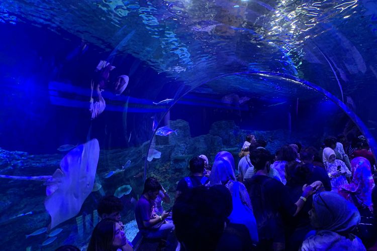 Liburan ke Oseanarium BXSea: Jelajahi Terowongan, 1. Menyaksikan pemberian pakan, 2. Menonton pertunjukan spesial Natal, 3. Bertemu dengan maskot BXSea, 4. Coba aktivitas berbayar 