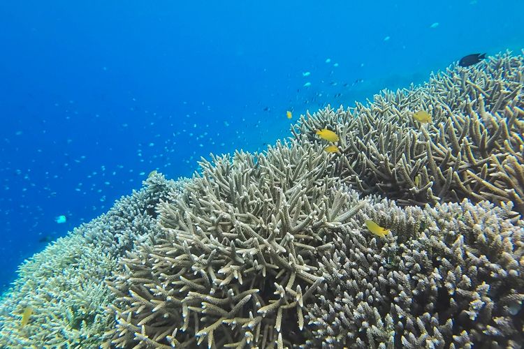 snorkeling di pantai bunaken, snorkeling di bunaken, biaya snorkeling di bunaken, snorkeling bunaken, cara snorkeling di pulau bunaken, grand luley hotel manado, Cara Snorkeling di Pulau Bunaken, Pemula Wajib Tahu