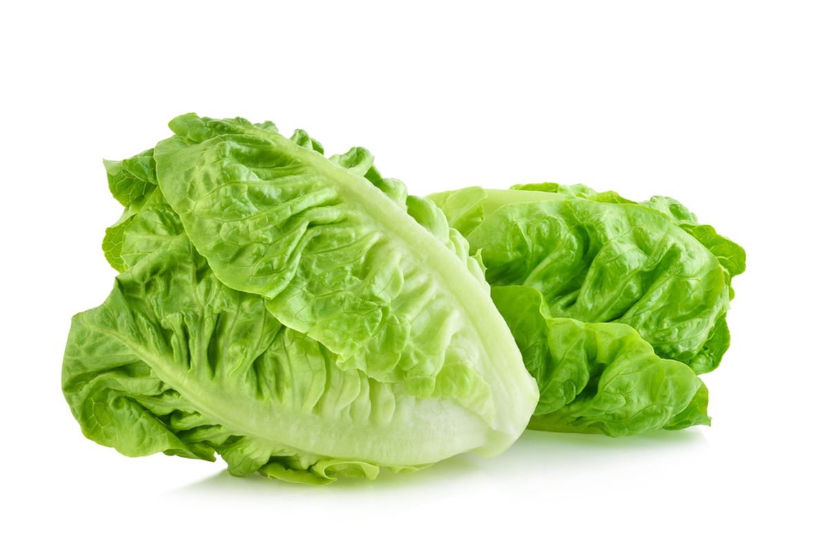 selada, bercak pada selada, Apakah Bercak Seperti Karat pada Daun Selada, Apakah Aman Dimakan?, Apa itu bercak seperti karat pada selada?, Apakah selada dengan bercak oranye aman dimakan?, Cara mencegah bercak pada selada makin parah, Kesimpulan