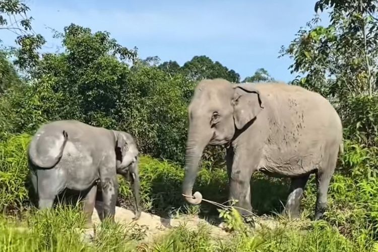 gajah Sumatera, IGK Manila, IGK Manila Meninggal dunia, operasi ganesha, apa itu operasi ganesha, operasi ganesha 1982, IGK Manila Wafat, Sang Komandan Penyelamat Ratusan Gajah di Operasi Ganesha 1982