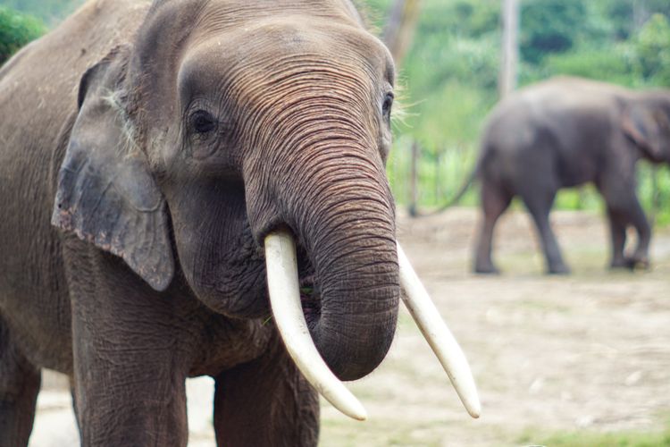 Menteri Kehutanan, Raja Juli Antoni, gajah tunggang, menunggangi gajah, Kementerian Kehutanan, menaiki gajah, Wisata Gajah Tunggang Dilarang di Indonesia, Mengapa?