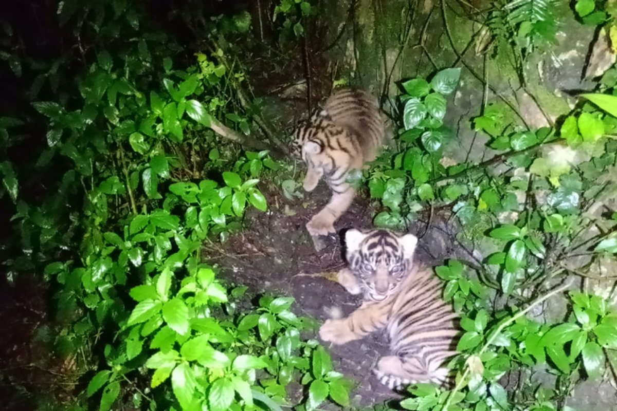 Konservasi Harimau Sumatera, konservasi harimau sumatera, harimau sumatera barumun, sanctuary barumun sumatera utara, kelahiran anak harimau, Nunuk dan Ninik, Harimau Sumatera yang Lahir di Sanctuary Barumun Sumatera Utara