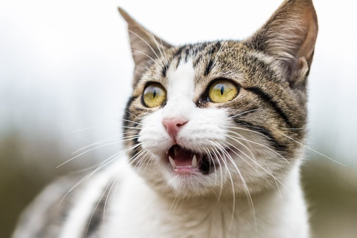 Jakarta, BPJS Hewan, kucing, BPJS hewan, hewan peliharaan, bpjs hewan peliharaan, wacana bpjs untuk hewan, Soal Wacana ''BPJS Hewan'' di Jakarta, Bukan Jaminan Sosial, Hanya Potongan Harga