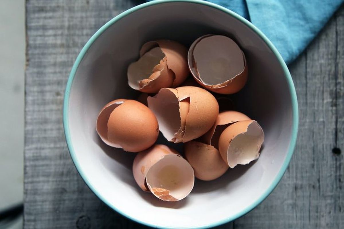cangkang telur, Cangkang telur, manfaat cangkang telur, tips rumah tangga harmonis, pembersih alami dari dapur, Manfaat Cangkang Telur di Rumah, Dari Kaldu hingga Pembersih Panci, Pembersih Panci yang Ampuh, Media Tanam untuk Benih, Sumber Kalsium untuk Burung, Campuran Kaldu yang Bergizi, Penetral Rasa Asam pada Kopi, Redakan Iritasi Kulit dengan Cuka Apel, Bahan Pasta Gigi Alami, Campuran Sup, Jus, dan Smoothie