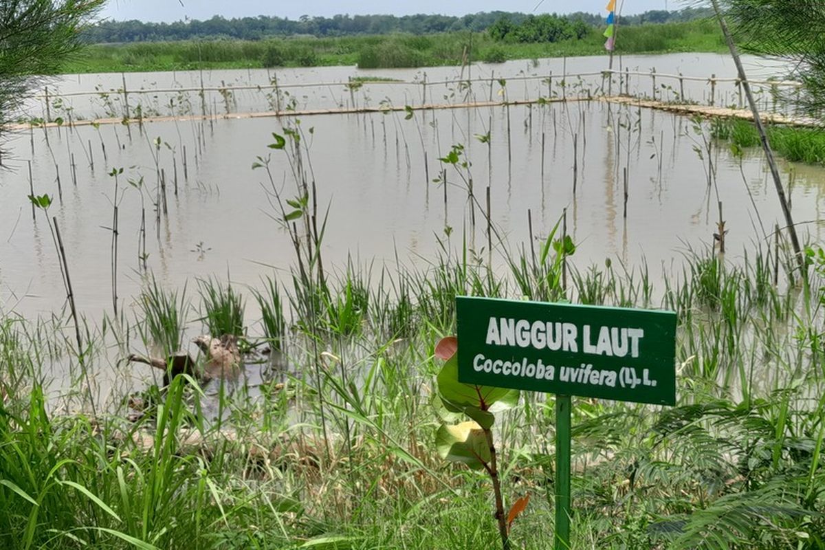 wisata minat khusus, burung migran, Kulon Progo, Wisata Minat Khusus di Banaran Kulon Progo, Konservasi Penyu hingga Kampung Lele Asap