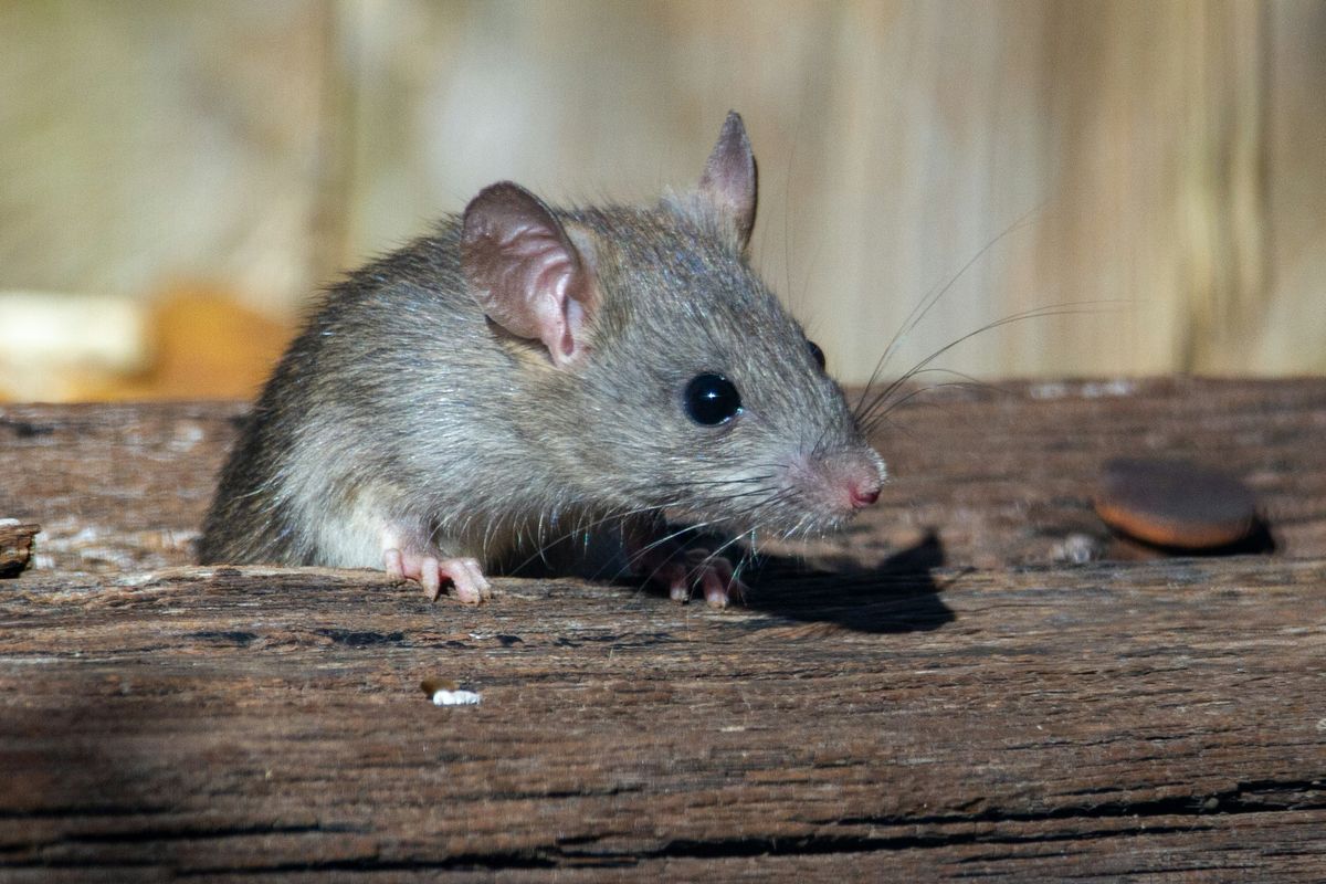 tikus, racun tikus, mengusir tikus, dosen UGM, cara mengusir tikus, 5 Cara Efektif Mengusir Tikus dari Rumah Tanpa Racun, Rekomendasi Dosen UGM, 1. Tutup Semua Celah dengan Kawat atau Jala Halus, 2. Pelihara Hewan Predator Alami, 3. Gunakan Bau-Bauan Menyengat, 4. Jaga Dapur Tetap Bersih Setiap Malam, 5. Gunakan Minyak Peppermint