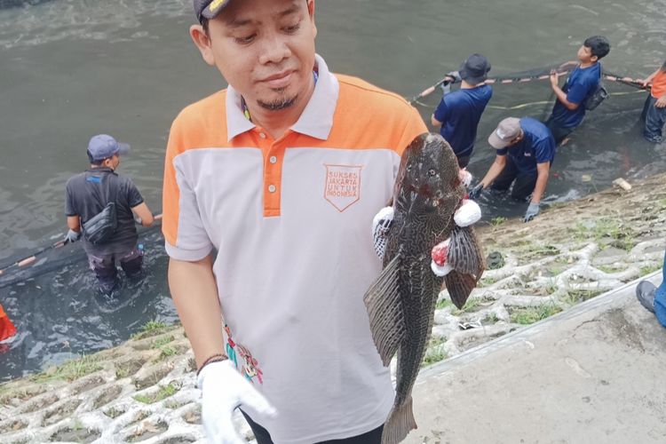 6 Bahaya Makan Ikan Sapu-sapu, Awas Jangan Nekat, 1. Terpapar kontaminasi logam berat, 2. Mengandung limbah kimia dan pestisida, 3. Risiko infeksi parasit, 4. Menyebabkan reaksi alergi, 5. Tekstur daging yang kurang menarik, 6. Potensi keracunan makanan