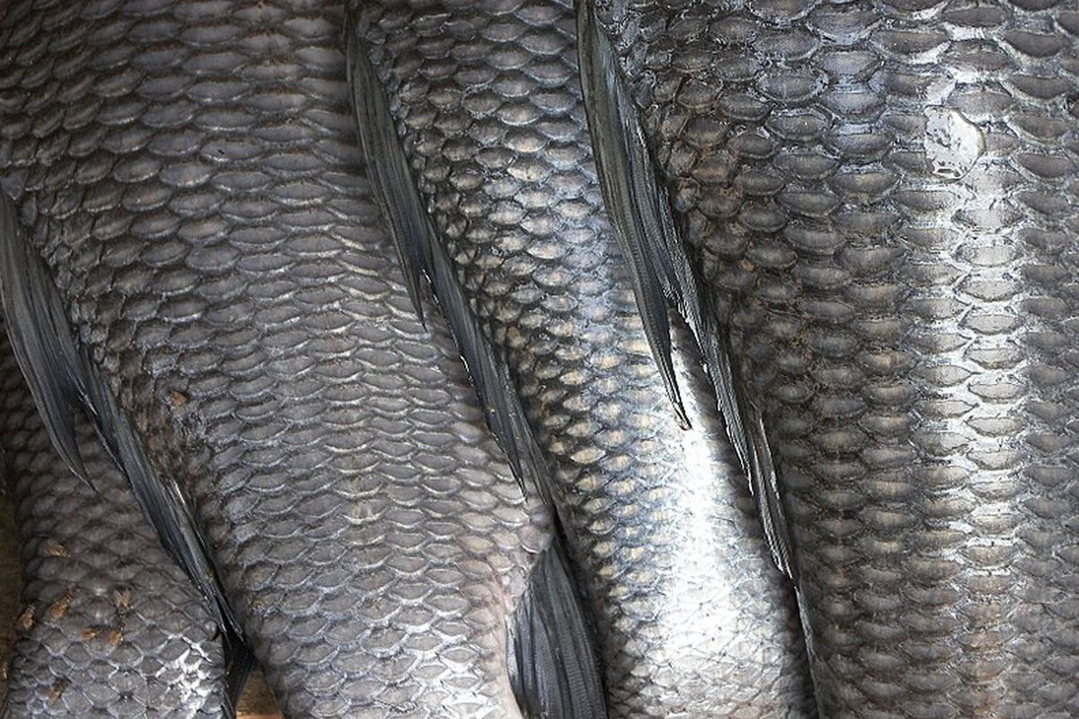 sisik ikan, membersihkan sisik ikan, Membersihkan Sisik ikan, membersihkan sisik ikan dengan cepat, 1 Cara ini Bikin Membersihkan Sisik Ikan Tidak Bikin Dapur Amis