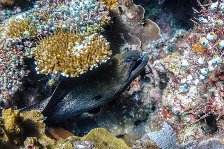 Raja Ampat, Ada apa dengan Raja Ampat, raja ampat, Wisata Raja Ampat, Tambang Nikel Ancam Raja Ampat, save raja ampat, ada apa dengan raja ampat, Soal Tambang Nikel, Ada Apa dengan Raja Ampat?, Raja Ampat, destinasi wisata wajib dikunjungi, Pariwisata berbasis lingkungan, Polemik tambang nikel, Pemerintah turun tangan, Penambangan nikel dihentikan