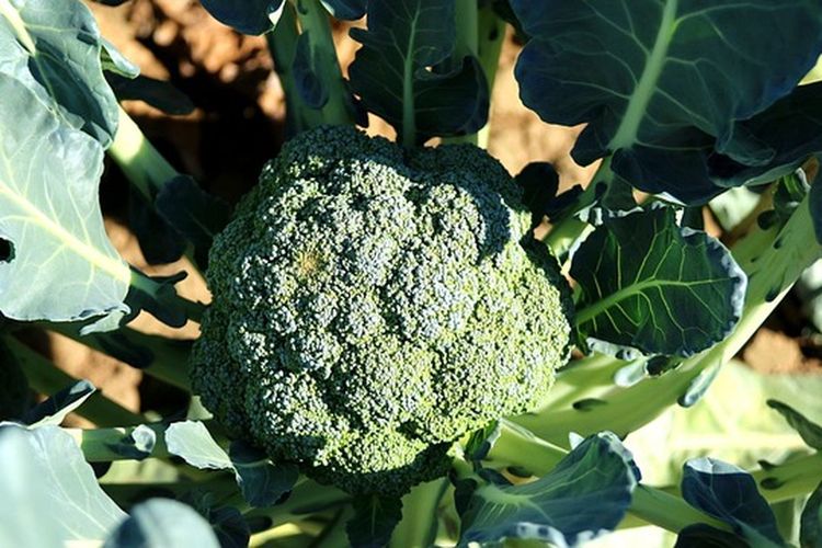 zero waste adalah, bagian sayur bisa dimakan, bagian buah bisa dikonsumsi, kulit buah bisa dimakan, food sustainability, Sering Dikira Sampah, 10 Bagian Sayur dan Buah Bisa Diolah Jadi Lauk, 1. Daun bit, 2. Daun bawang, 3. Daun wortel, 4. Batang dan daun brokoli, 5. Kulit pisang, 6. Kulit kentang, 7. Kulit semangka, 8. Batang kale, 9. Jantung apel, 10. Kulit bawang bombay