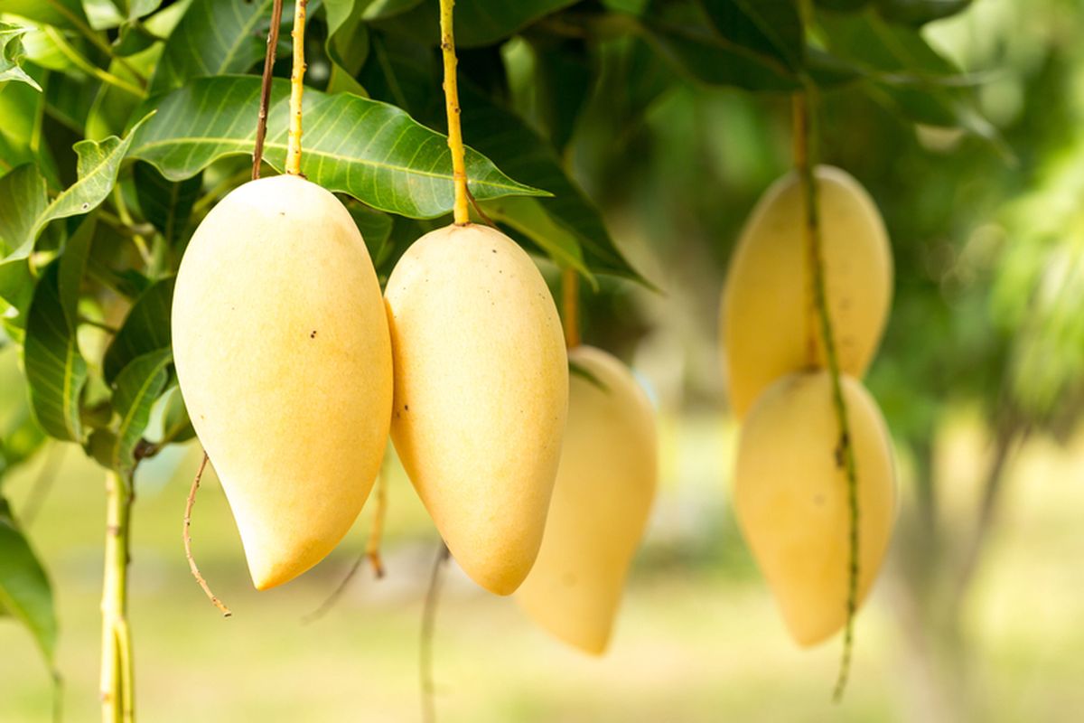 buah mangga, panen mangga, buah mangga matang, mangga, cara panen mangga, cara panen mangga yang benar, cara panen buah mangga, panen mangga berapa lama, cara memanen mangga, cara memanen buah mangga, cara memanen pohon mangga, cara memanen mangga yang benar, waktu panen mangga, waktu panen buah mangga, Cara Memanen Mangga agar Manis dan Tidak Mudah Busuk, Begini Panduannya!, 1. Waktu Panen yang Tepat, 2. Ciri-ciri Mangga Siap Panen, 3. Teknik Panen dengan Mengguncang Pohon, 4. Gunakan Alat Pemetik Buah