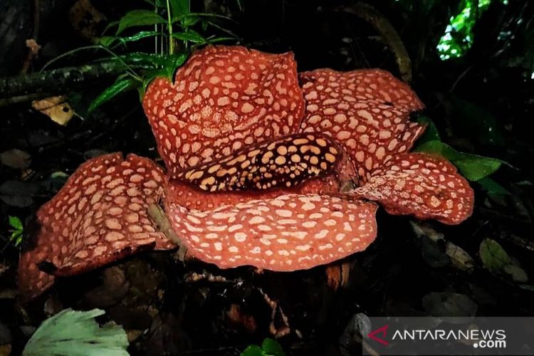 Bunga Rafflesia, Rafflesia arnoldii, Rafflesia Arnoldii, Rafflesia hasseltii, tempat melihat bunga rafflesia di Indonesia, 6 Tempat yang Bisa Dikunjungi untuk Lihat Bunga Rafflesia yang Mekar, 1. Kebun Raya Bogor, 2. Kebun Raya Cibodas, Cianjur, 3. Bengkulu, 4. Taman Nasional Gunung Leuser (TNGL), 5. Taman Nasional Kerinci Seblat (TNKS), 6. Taman Nasional Bukit Barisan Selatan (TNBBS)