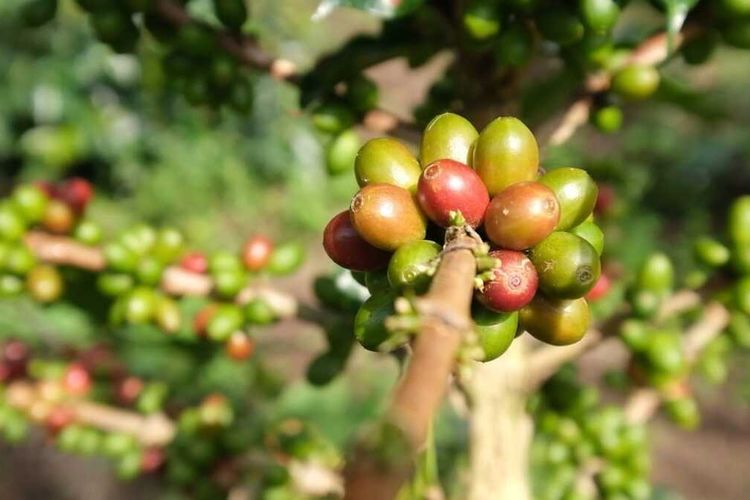 biji kopi, Mengenal Perbedaan Biji Kopi Arabika, Robusta, Liberika, dan Excelsa, 1. Arabika, kopi dengan rasa kompleks dan aromatik, 2. Robusta, kafein lebih tinggi dan tahan hama, 3. Liberika, biji besar dengan rasa kuat, 4. Excelsa, kopi unik yang berpotensi besar