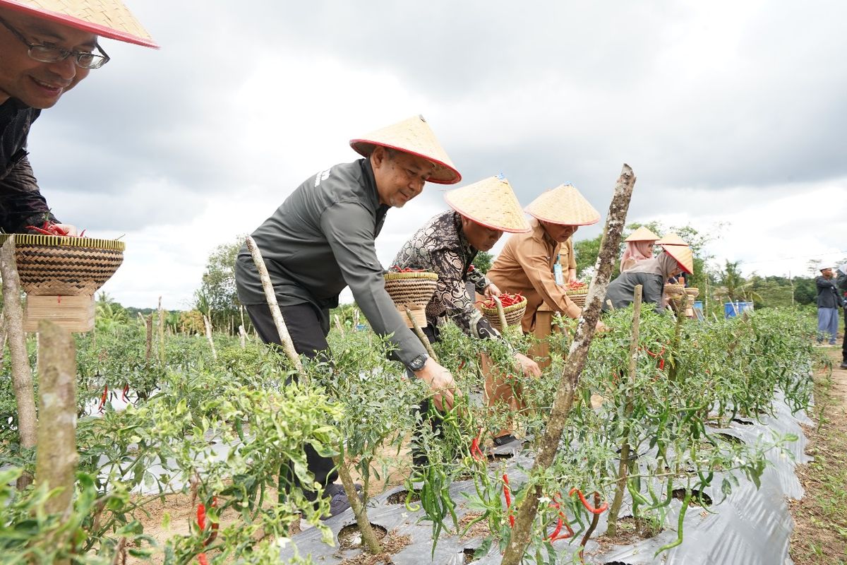 tanaman cabai, 7 Cara Membuat Tanaman Cabai Panen Berulang Kali, Cocok untuk Lahan dan Pekarangan, 1. Pilih benih unggul, 2. Lakukan persemaian dengan benar, 3. Siapkan lahan dengan benar, 4. Pastikan pemupukan teratur dan seimbang, 5. Kontrol hama dan penyakit sejak dini, 6. Lakukan pemeliharaan dengan benar, 7. Panen secara teratur dan tepat waktu