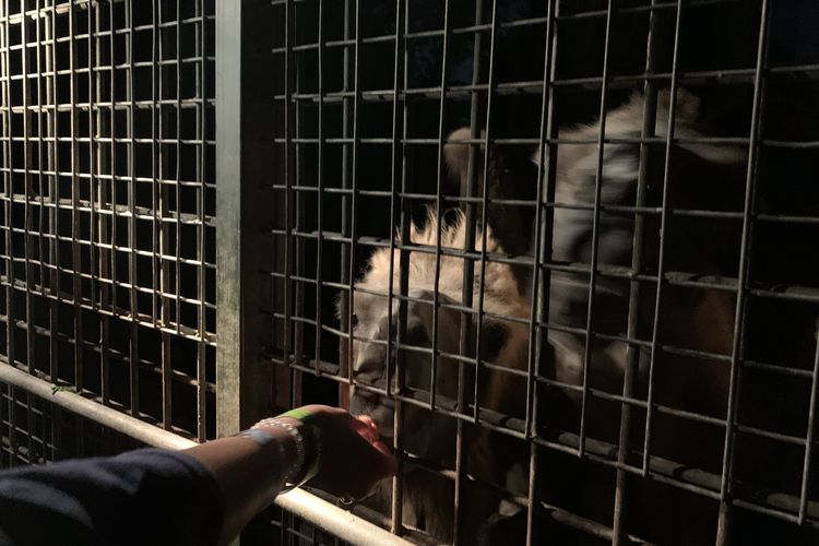 taman safari bali, Safari Night, tarif safari night di taman safari bali, ada satwa apa saja di taman safari bali, jam malam taman safari bali, Safari Night di Taman Safari Bali, Ketemu Satwa Apa Saja?