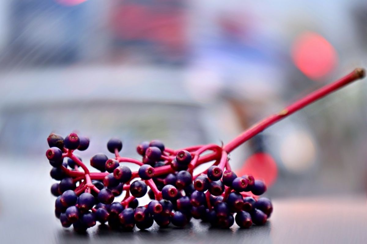 Buah Parijoto, buah parijoto, Buah parijoto, benarkah buah parijoto bisa bikin cepat hamil, buat parijoto untuk kesuburan, nama ilmiah parijoto, khasiat parijoto, Bentuknya Mirip Anggur, Benarkah Buah Parijoto Meningkatkan Kesuburan dan Bikin Cepat Hamil?