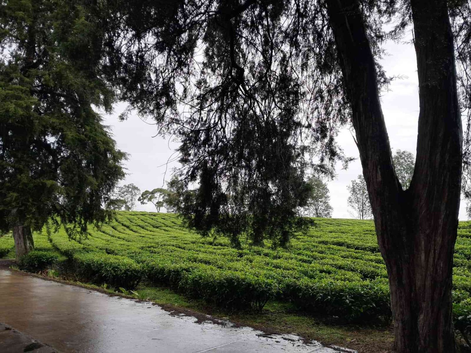 Bandung, Menikmati Keindahan Perkebunan Teh Pangalengan yang Tak Pernah Kehilangan Pesona