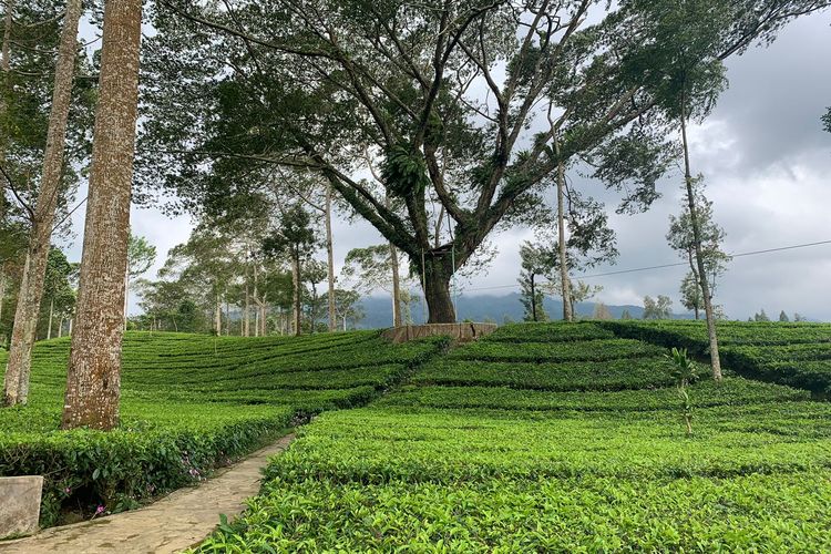 agrowisata tambi wonosobo, agrowisata tambi masuk 60 besar Wonderful Indonesia Award 2025, wonderful indonesia award, Wonderful Indonesia award 2025, Agro Wisata Tambi Wonosobo Masuk 30 Besar Wonderful Indonesia Award 2025