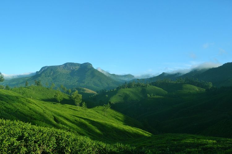 kebun teh, Jawa Tengah, wahana, wisata, 5 Wisata Kebun Teh Kekinian di Jawa Tengah yang Punya Wahana Seru, 1. Kebun Teh Kemuning (Karanganyar), 2. Kebun Teh Kaligua (Brebes), 3. Kebun Teh Tambi (Wonosobo), 4. Kebun Teh Medini (Kendal), 5. Kebun Teh Pagilaran (Batang)
